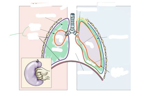 Pleura And Pleural Cavities Diagram Quizlet