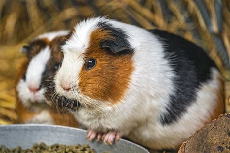 Two Guinea Pigs Two Black White And Brown Guinea Pigs Abo Flickr