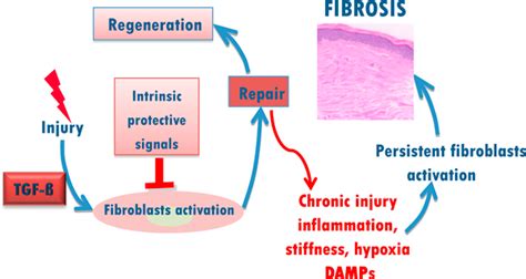 Vicious Cycle Of Fibrosis Innate Immune Signaling Alters Self Limited