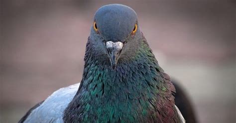 notable facts  pigeons   animals