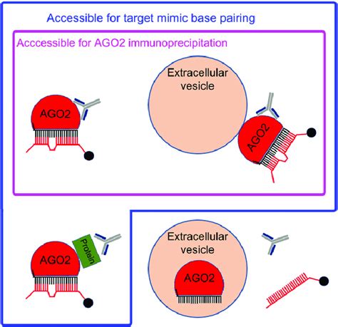 Model Of Circulating Mirna Association With Carrier Complexes A