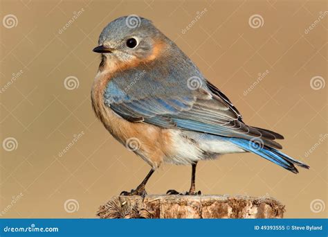Female Eastern Bluebird stock image. Image of sialis - 49393555