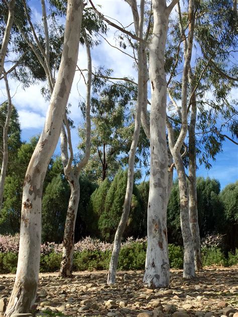 Brittle Gum Eucalyptus Mannifera Subsp Maculosa Royal Botanical