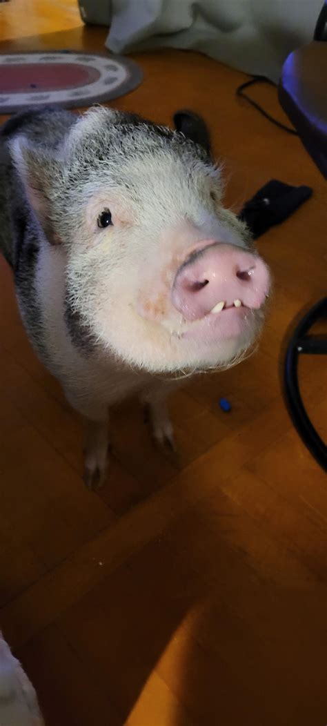 Did you know pigs lose baby teeth? : r/Eyebleach