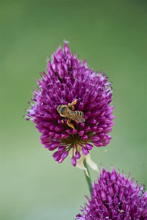 Leek Purple Flowers Free Photo On Pixabay Pixabay