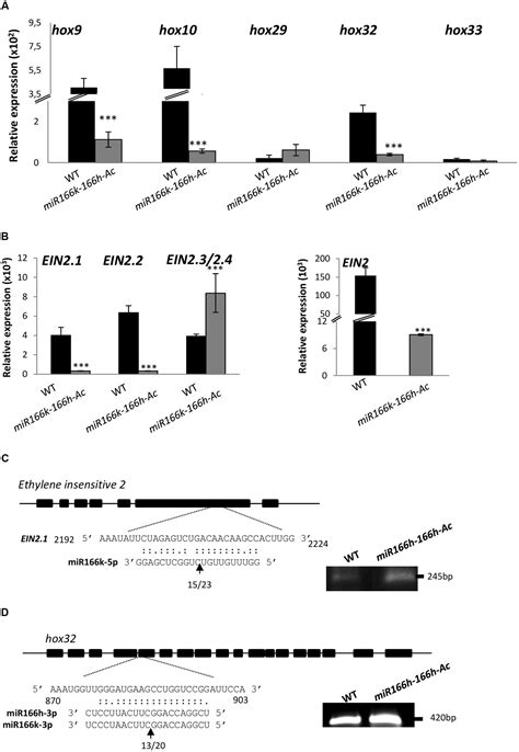 Frontiers | The Polycistronic miR166k-166h Positively Regulates Rice ...