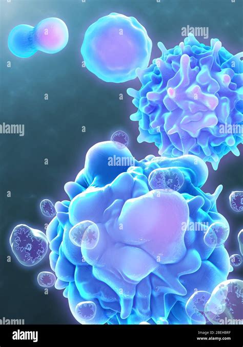 cellular apoptosis  res stock photography  images alamy