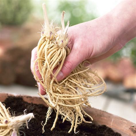 Hosta Ann Kulpa Order Online In Eu Directly From The Netherlands