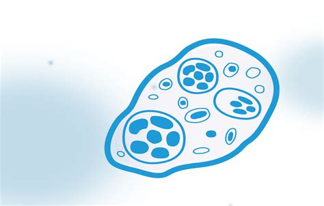 Dientamoeba fragilis: symptoms, prevention & treatment – Genetic