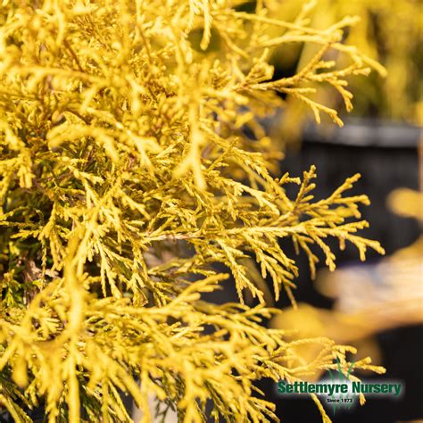 Gold Mop Chamaecyparis Shrub Evergreen Shrubs Settlemyre Nursery