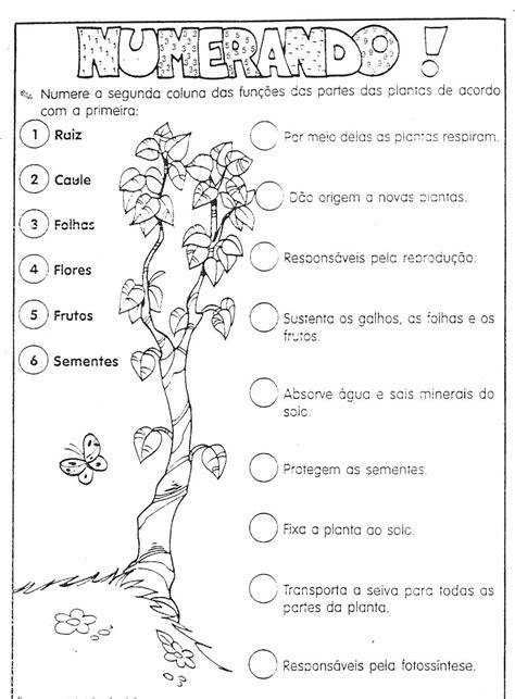 Questões Sobre Reino Plantae - Questões Sobre O Reino Plantae - NAZAEDU