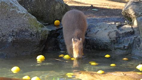 Famous Capybara Of Izu Peninsula Taking A Yuzu Hot Spring Bath In Winter Free Stock Video
