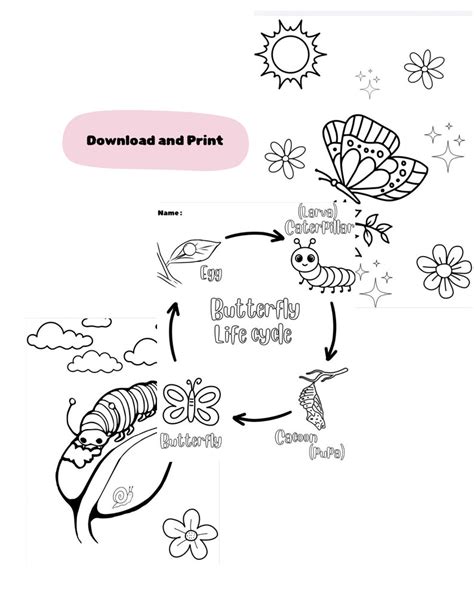 Butterfly Life Cycle Coloring Sheet Life Cycle of a Butterfly Coloring