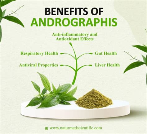 Andrographis Uses Benefits And Dosage Naturmed Scientific