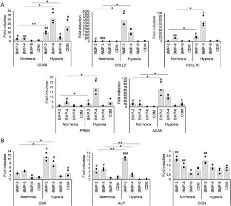 Hypoxic Culture Condition Enhances Osteochondrogenic Differentiation