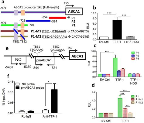 Abca1 Promoter Reporters Are Transactivated By Ttf 1 A A Diagram