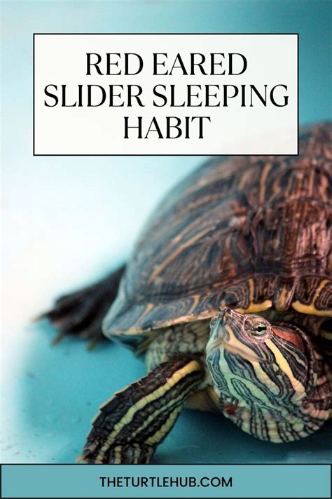 Red Eared Slider Sleeping Habit Everything Explained In Red