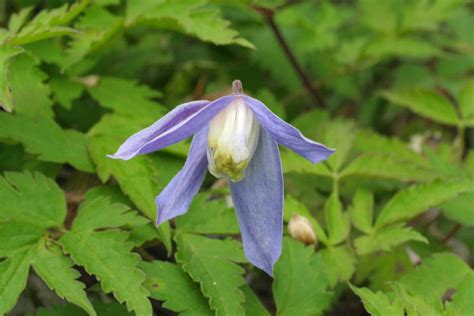 Clematis Alpina Frances Rivis Riverside Garden Centre