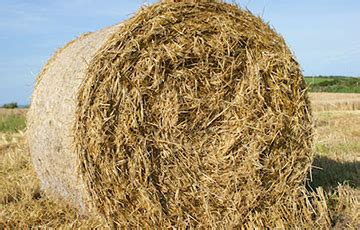 Помидорный коррупционер - Новости Беларуси - Хартия'97