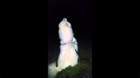 Why Do Dogs Howl At The Moon