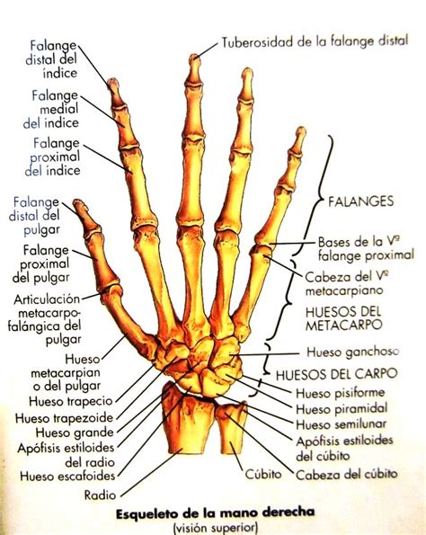 Huesos De Las Manos