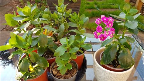 Growing Kalanchoe From Cuttings How To Propagate Kalanchoe Plant Free Kalanchoe Plants Youtube