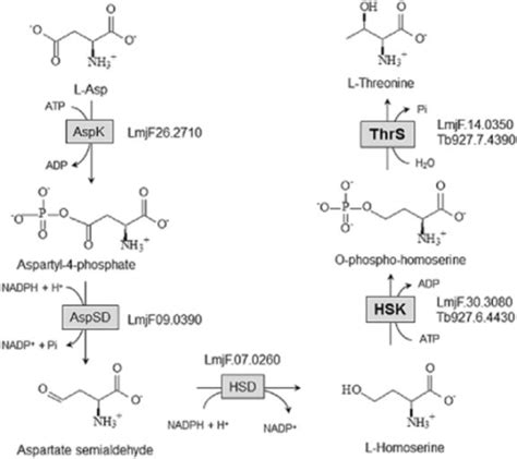 De Novo Threonine Biosynthesis Pathway Aspartate Is Se Open I