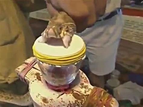 What Happens When Snake Venom Gets Into Blood Stream? Watch This Video