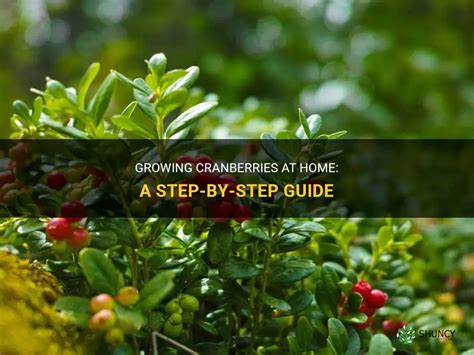 Growing Cranberries At Home A Step By Step Guide Shuncy