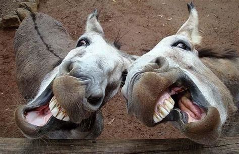 96 best master jackass gallery images on Pinterest | Ha ha, Donkey and