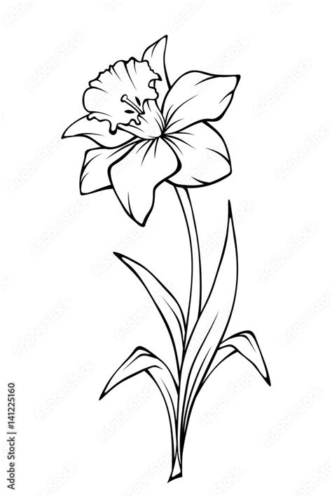 Narcissus Flower Isolated On White Vector Black And White Line Art