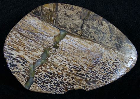 Polished Iguanodon Bone Isle Of Wight 8968 For Sale
