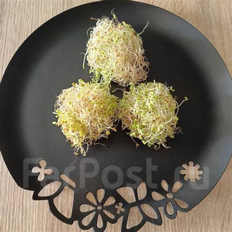 Люцерна, микрозелень, в наличии. Цена: 120₽ во Владивостоке