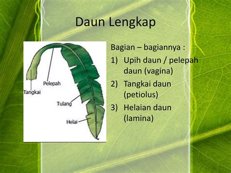 morfologi tumbuhan daun  bangun daun pptx