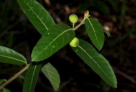 Flora Of Mozambique Species Information Individual Images Ficus