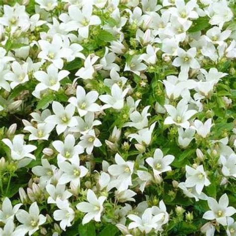 Колокольчик молочноцветковый пуф описание - 81 фото