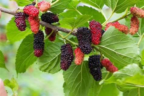 Explore the Collection of Berry & Mulberry Tree | Eureka Farms