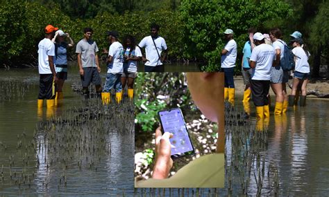 Reef Conservation launches app to save mangroves