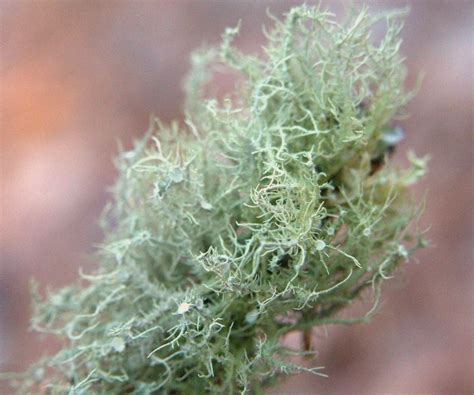 Usnea Lichen Identification Guide And Common Look Alikes