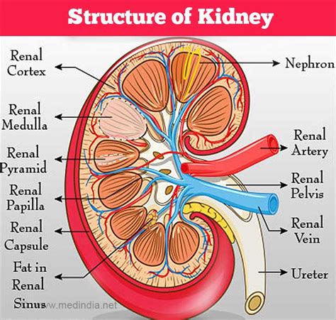 Acute Renal (Kidney) Failure- Causes, Symptoms, Diagnosis, Treatment ...