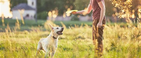 common dog names   everyday pooch trustedhousesitterscom