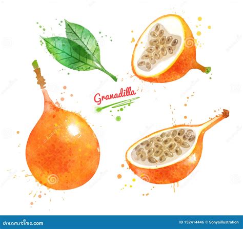 Farmers explain the difficulty of growing organic granadilla 35