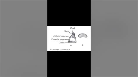 Какие самые МАЛЕНЬКИЕ кости в теле человека?-Гугол знаний - YouTube