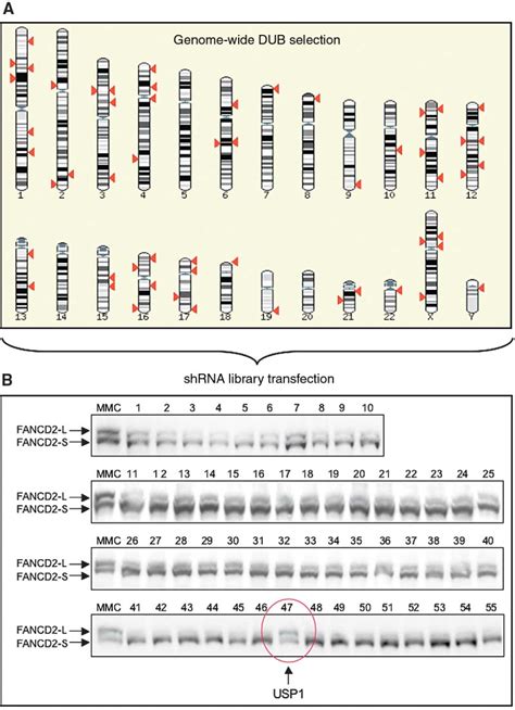 Figure 1 From The Deubiquitinating Enzyme USP1 Regulates The Fanconi