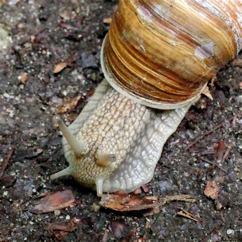 Snail in the German Forest - GR III Macro : r/ricohGR