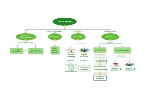 Mapa Conceptual De Plantas Medicinales Gelas Ilmu