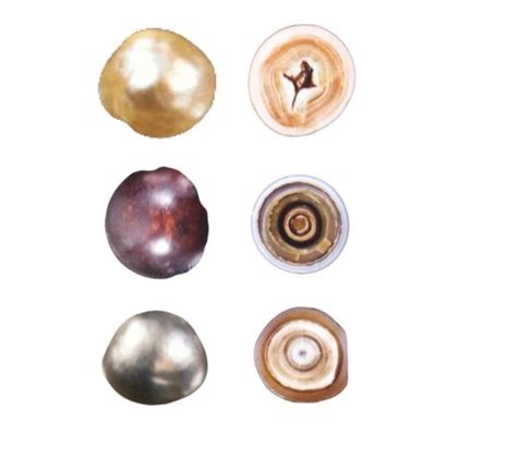 perle naturali abalone genisi pearls