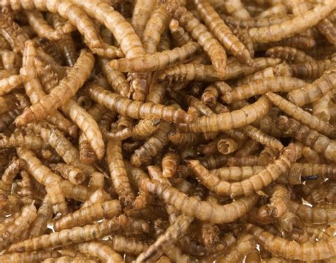 Insect-Based Dog Food
