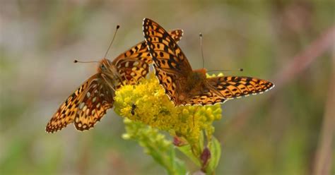 Silverspot butterflies need your love