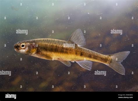 minnow close up shot Stock Photo - Alamy